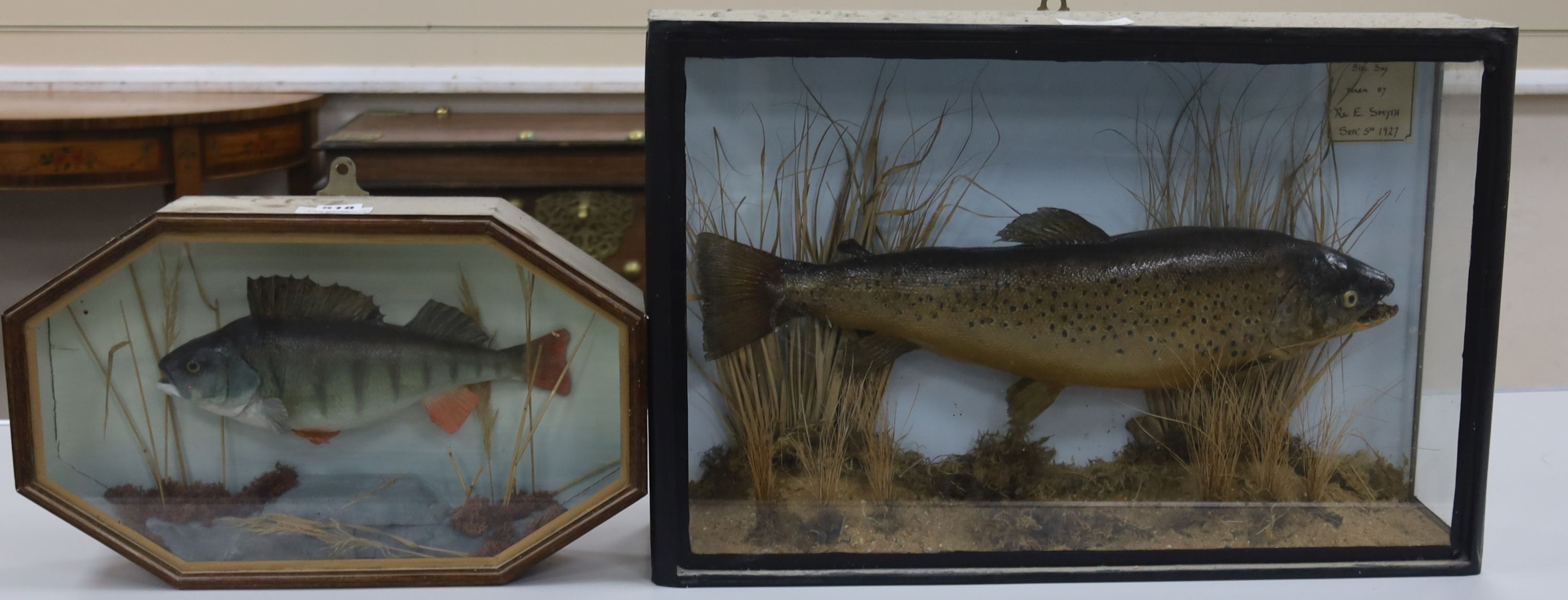 Two cased taxidermic fish, 61cm and 44cm